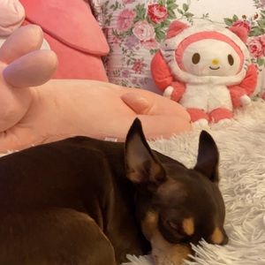 Meet your Posher, Josi